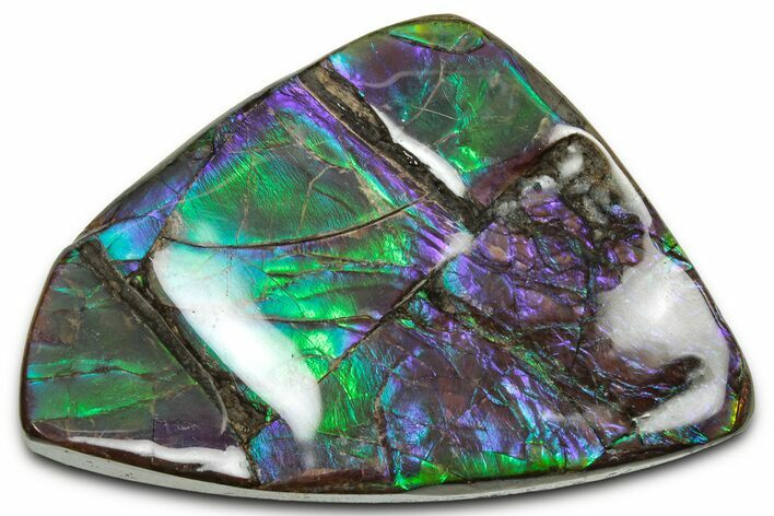 Flashy Ammolite (Fossil Ammonite Shell) - Purple & Green #350351